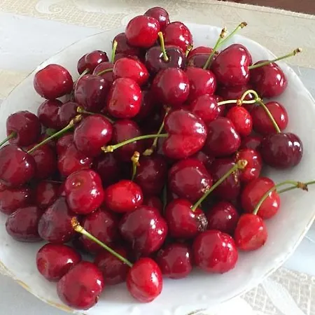 Vila Odisea بورغراديك