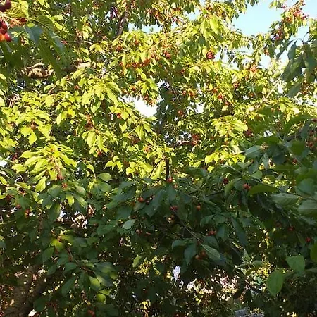 فيلة Vila Odisea بورغراديك