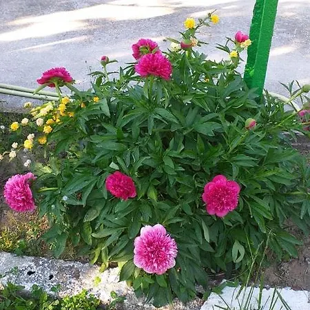 Villa Vila Odisea Pogradaş